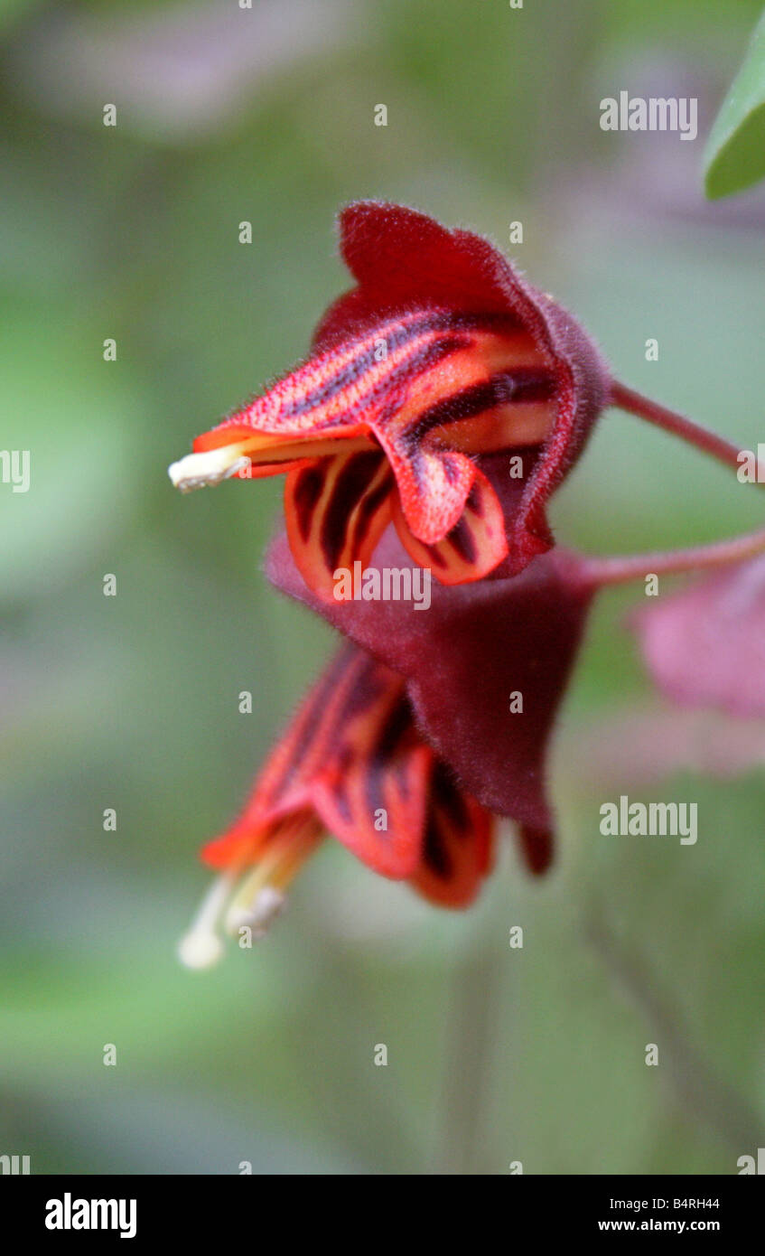 Aeschynanthus tricolore, Gesneriaceae, Java, sud-est asiatico Foto Stock