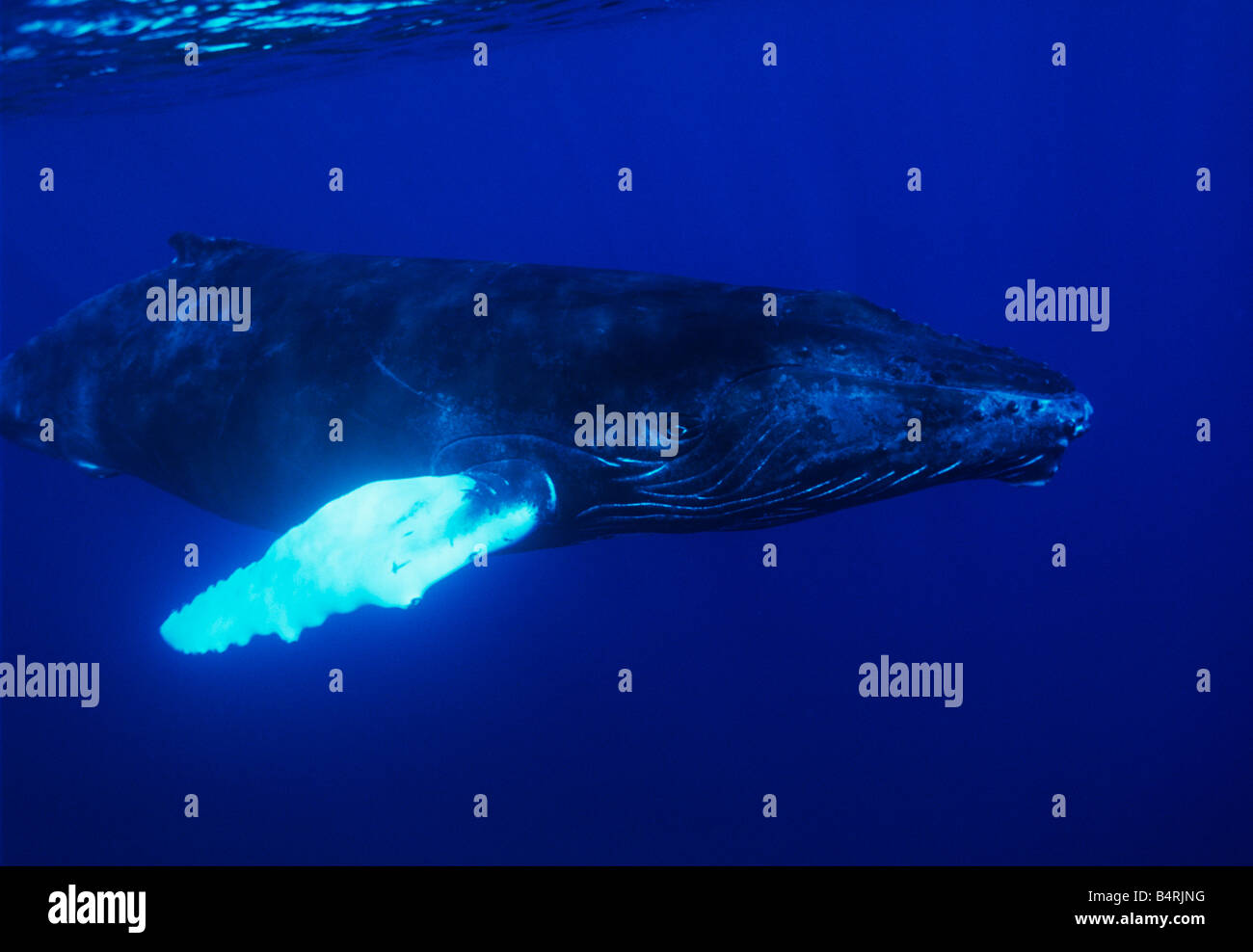 Le balene con la gobba (Megaptera novaeangliae), Argento banche, Repubblica Dominicana Foto Stock