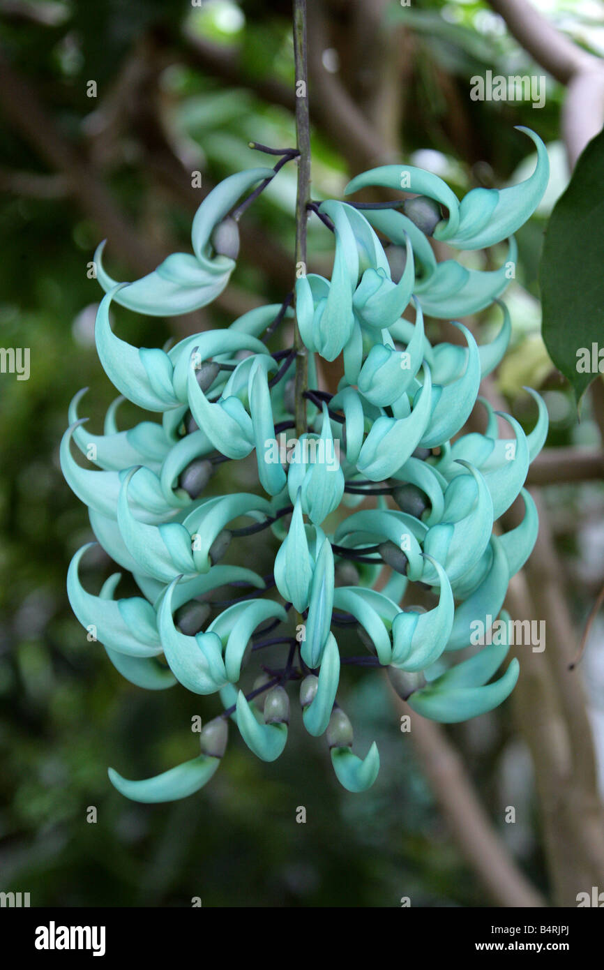 Il Jade Vine Strongylodon macrobotrys, Fabaceae, Filippine, Sud-est asiatico Foto Stock