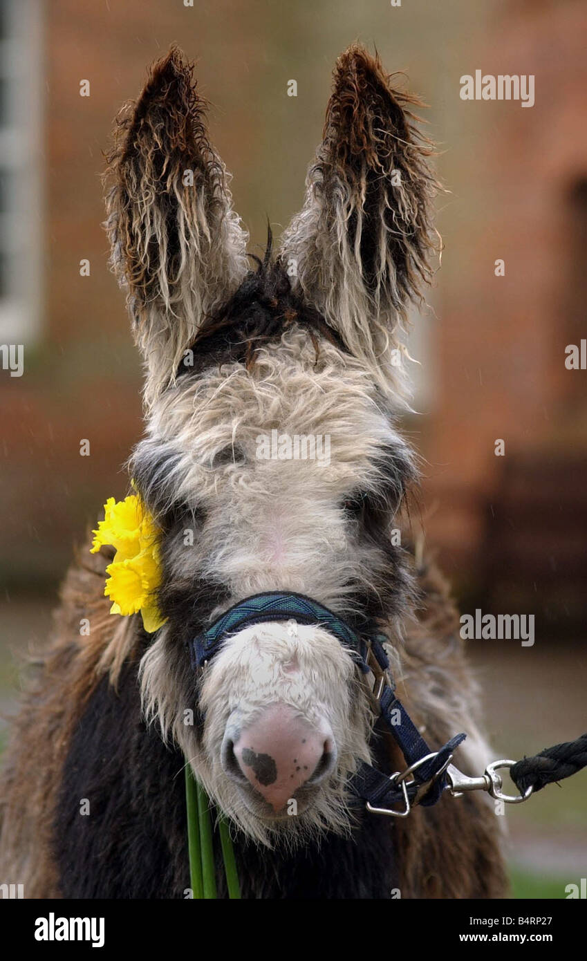 Aldonza il 8 mese vecchio asino un nuovo arrivo al Shugborough Station Wagon Fattoria degli animali con Corinne Caddy accogliendo Lui alla fattoria Foto Stock