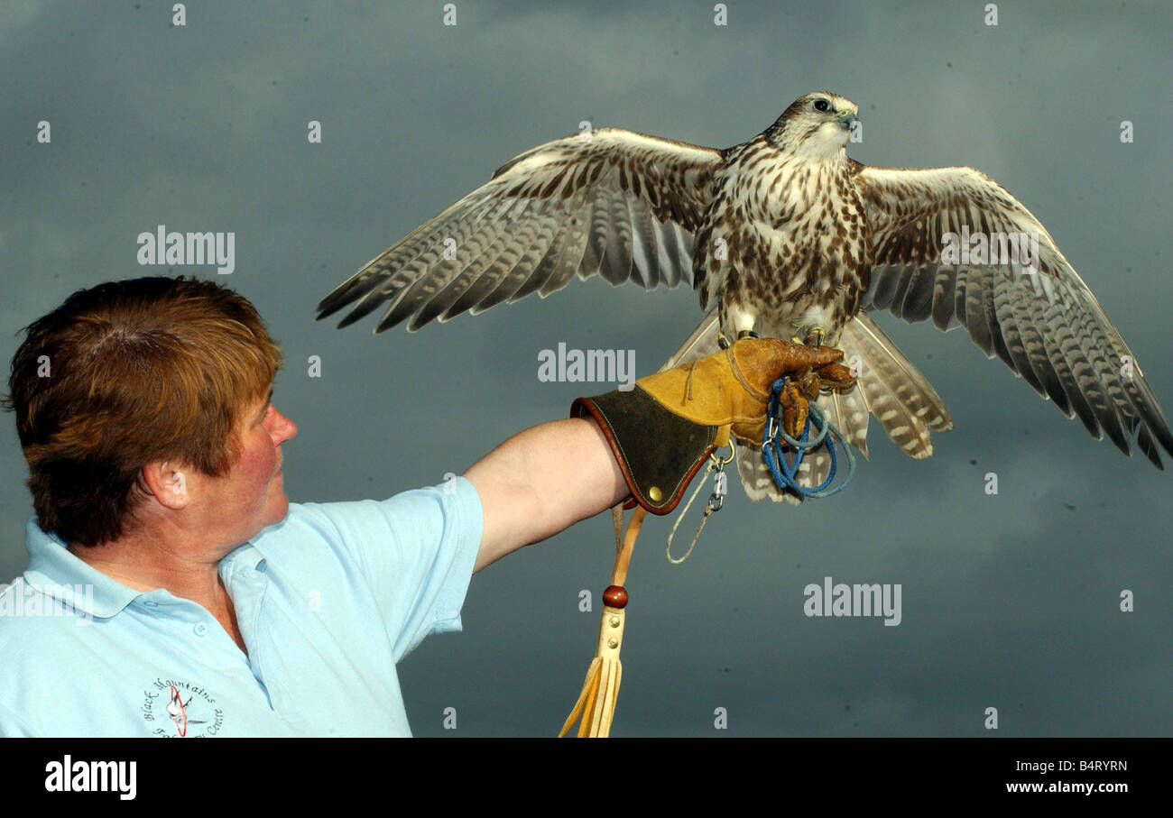 Giugno James dalla Montagna Nera Falconry Centre con Marge un Saker Falcon 21 Ottobre 2004 Foto Stock