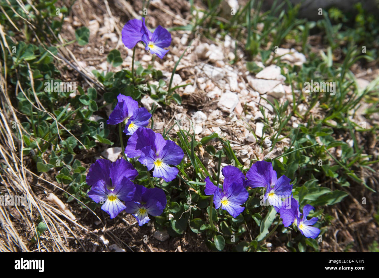 Viola eugeniae monti Sibillini parco nazionale di Marche Italia Foto Stock