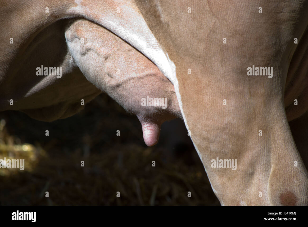 Close up della mammella e il capezzolo di una Svizzera vacca da latte da Charles W. Lupica Foto Stock