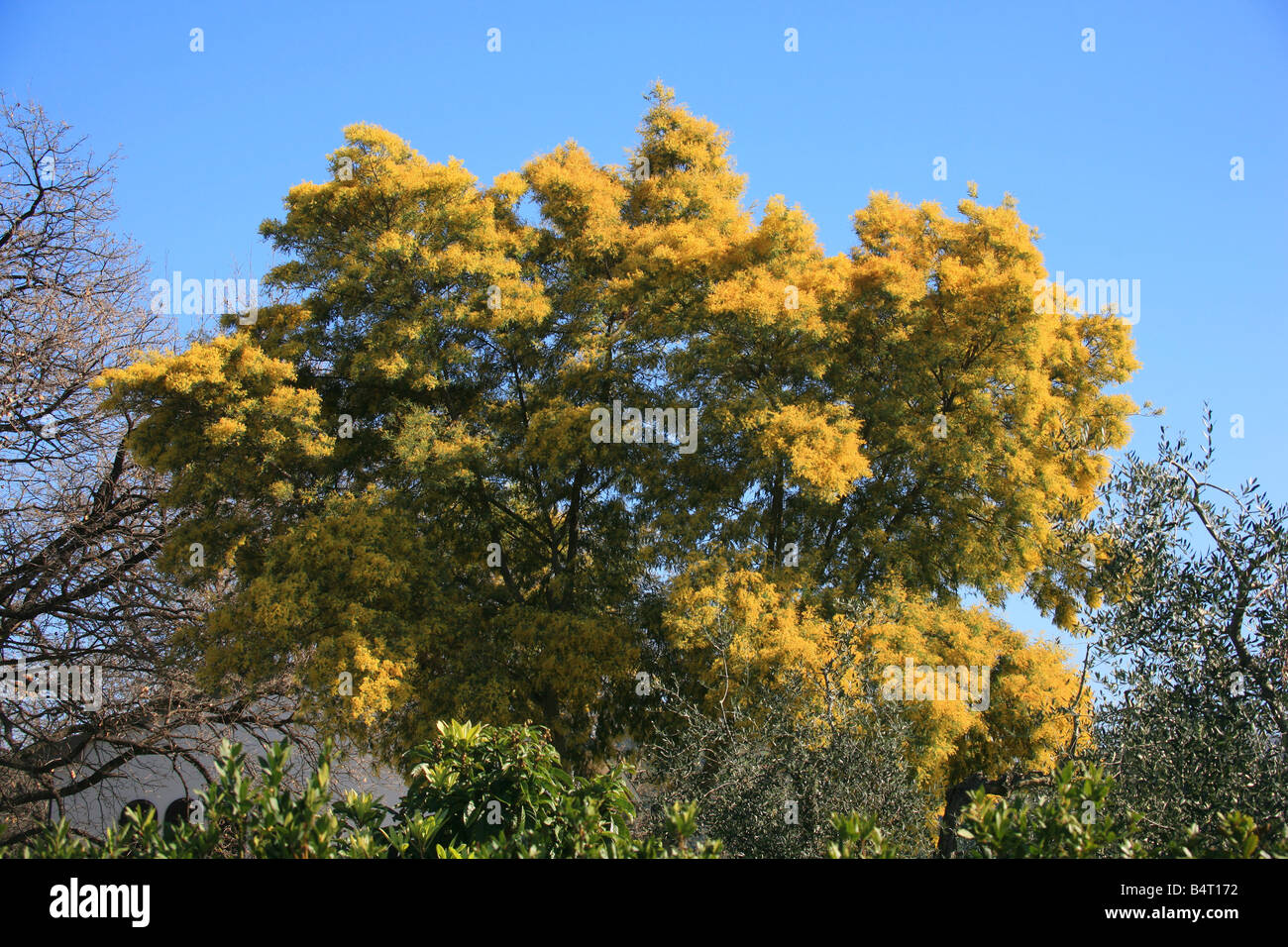 acacia dealbata fogliame Argenteo SILVER Canniccio Giallo Mimosa fioritura albero