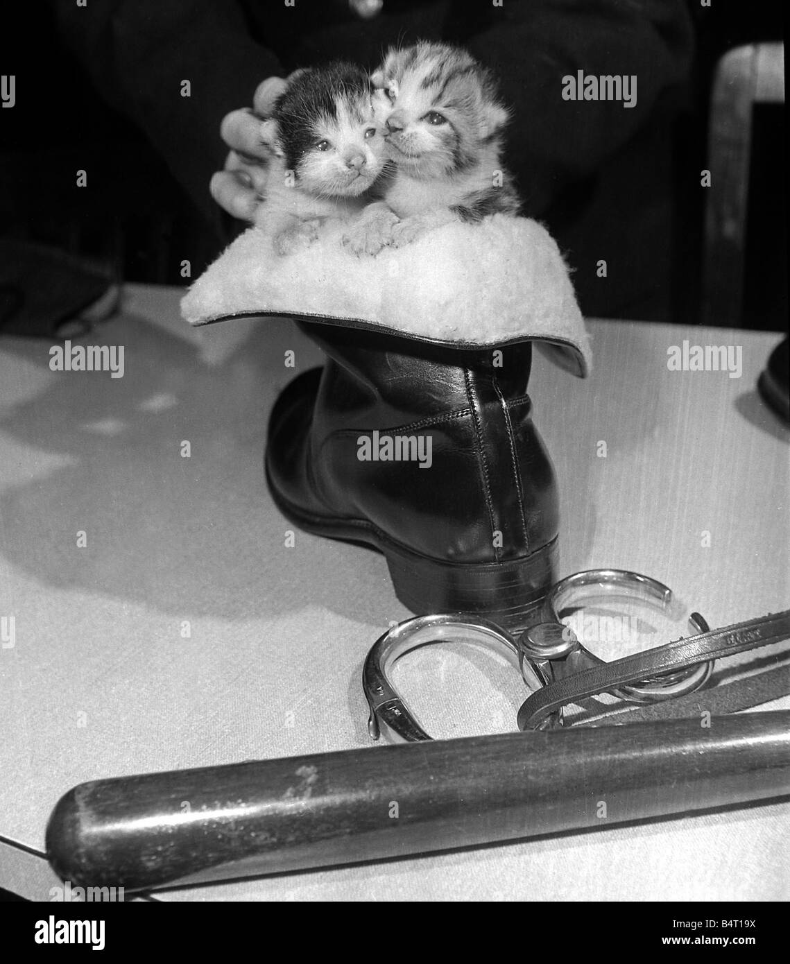 Un Gatto Randagio Che Entrato Nella Sede Della Polizia Di Newcastle