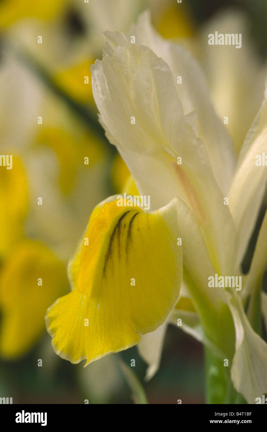 Iris bucharica AGM Close up di caduta e di standard di giallo e bianco iris di Juno. Foto Stock