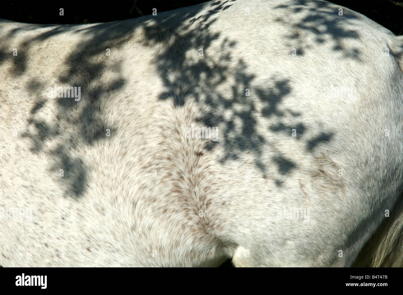 Un selvaggio pony bianco nella nuova foresta, Hampshire, Inghilterra Foto Stock