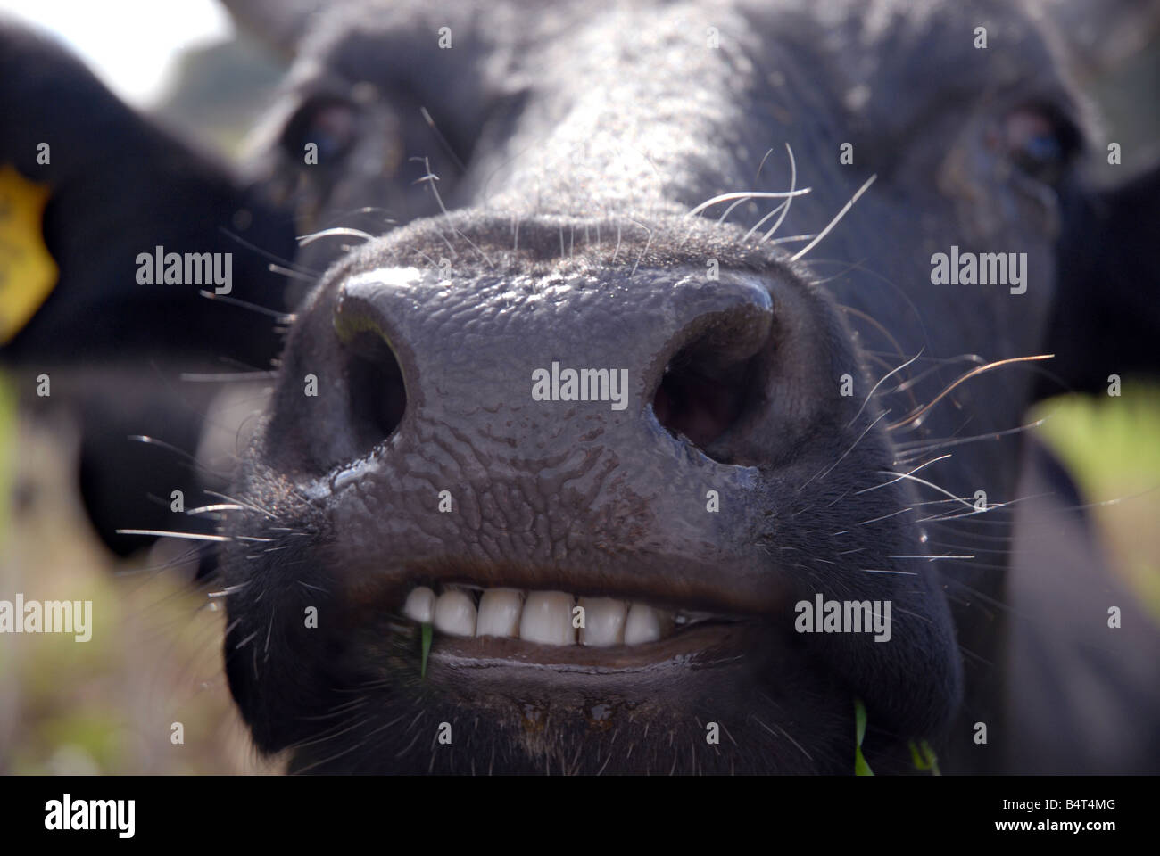 Divertente immagine di quasi sorridente mucca con denti bianchi Foto Stock