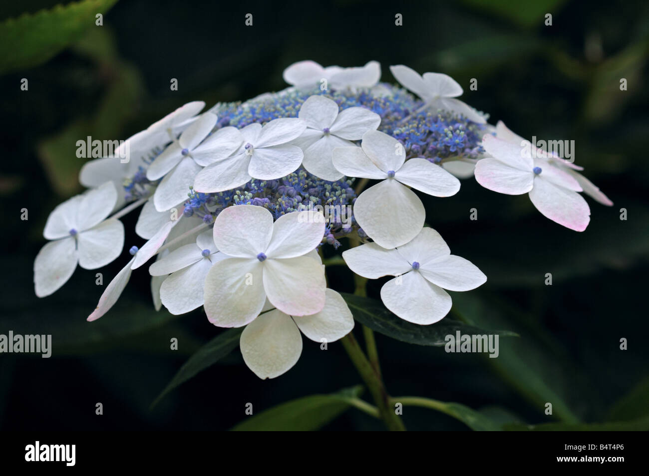 Bianco Hydrangea Lacecap Foto Stock