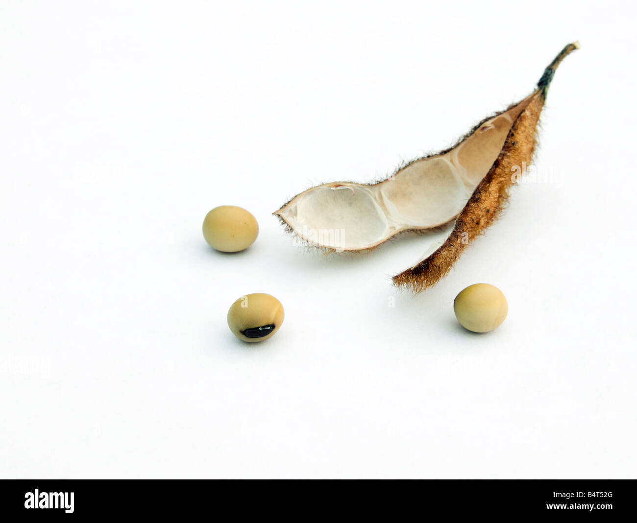 Un open pod di soia si siede contro uno sfondo bianco. Il pod è aperto e i fagioli di soia hanno versato all'esterno intorno ad esso. Foto Stock