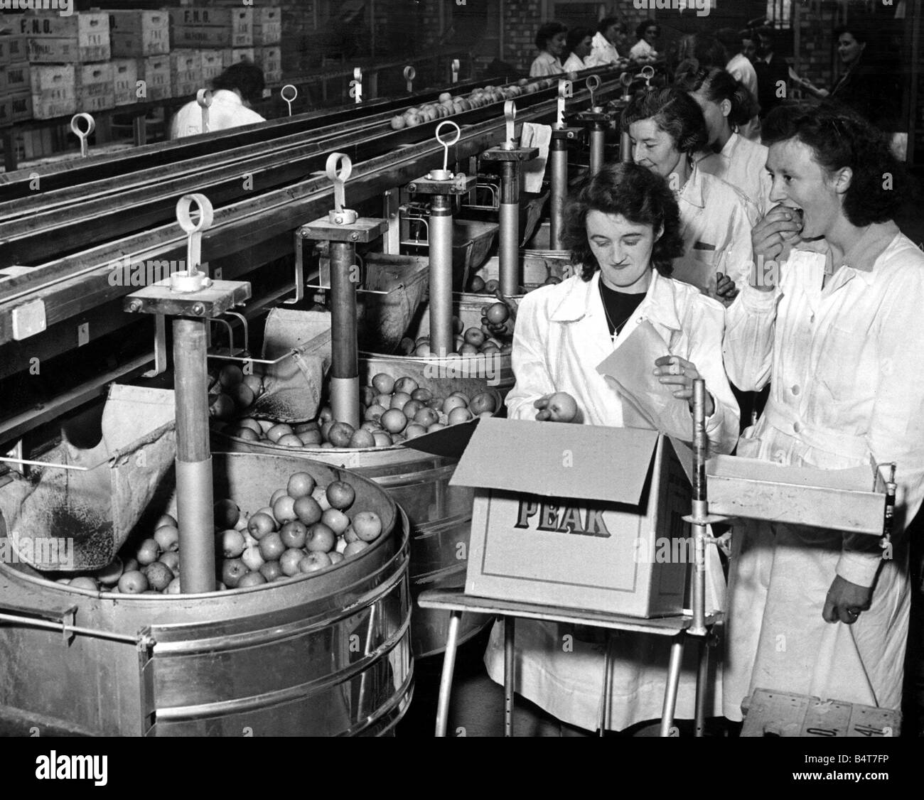 Quindici East Kent gli agricoltori hanno aperto la più grande e moderna di frutta la stazione di imballaggio in Gran Bretagna a Faversham Il pippins venuti fuori dal nastro e le ragazze wrap e il loro confezionamento Jean indietro sta godendo di un pippin apple Dicembre 1949 Foto Stock