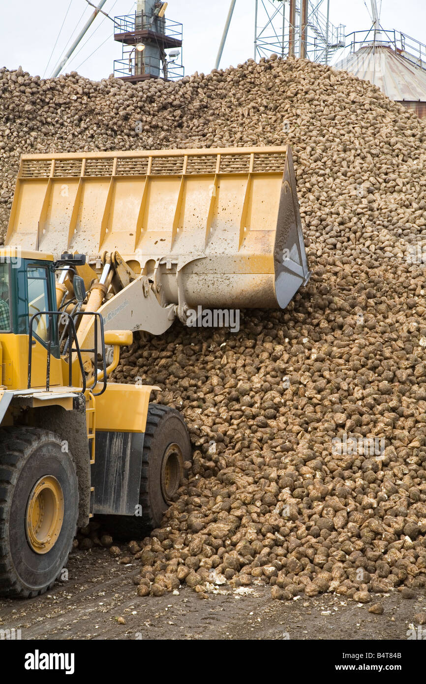 Barbabietole da zucchero in una fabbrica di zucchero Foto Stock