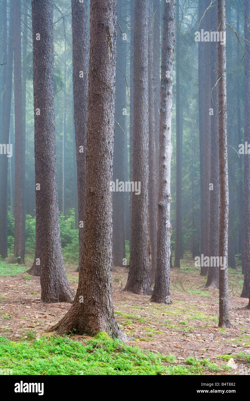 FORESTA NELLA NEBBIA Foto Stock