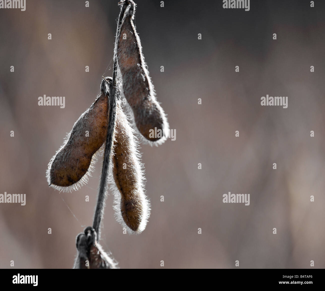 Tre fagioli di soia appeso ad una pianta di soia in attesa di essere ritirati. Foto Stock