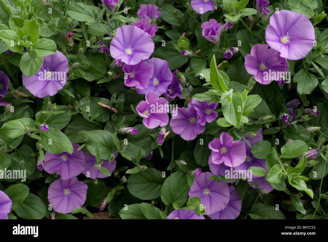 CONVOLVULUS SABATIUS, SUBSP MAURITANICUS, roccia blu centinodia. Foto Stock