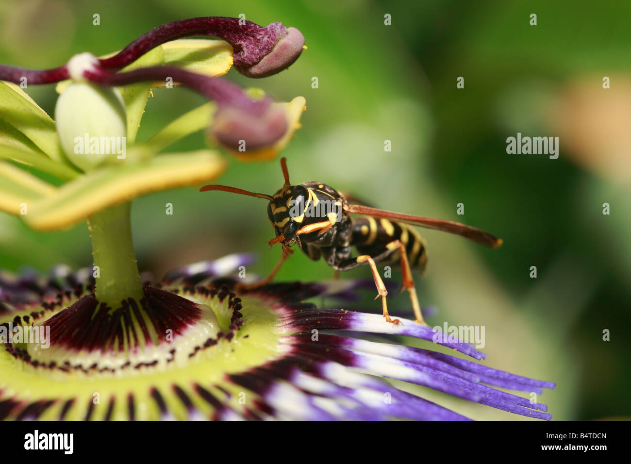 Polistes gallicus carta Vespa sul fiore della passione Foto Stock