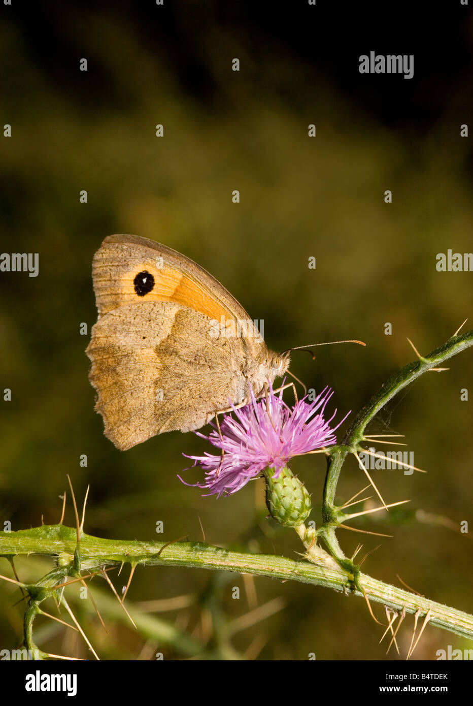 Prato farfalla marrone Maniola jurtina su Circium creticum thistle Peloponneso Grecia Foto Stock