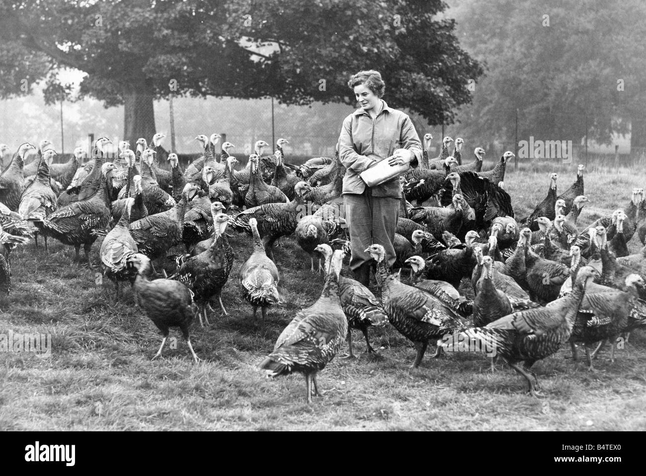 Il tempo di alimentazione al Humhaugh turchia farm Foto Stock