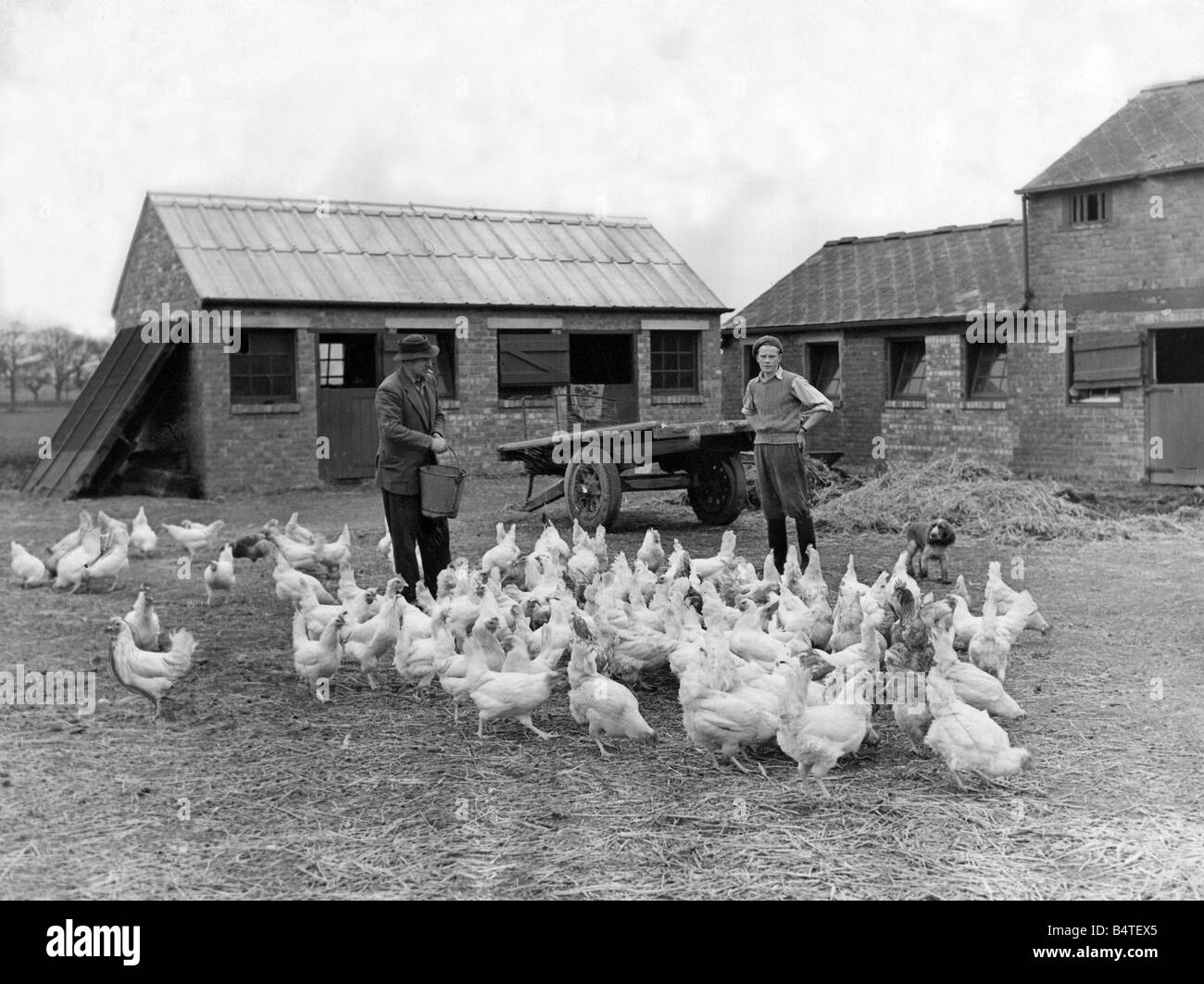 Il tempo di alimentazione per pollame su Hardwick Dene Farm Foto Stock