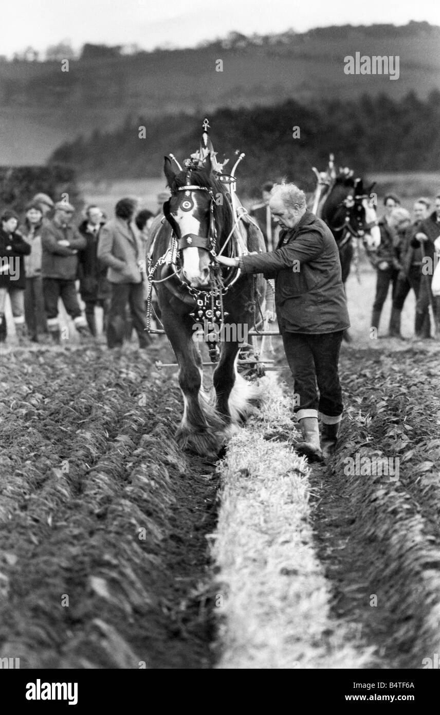 Questo Shire cavallo con i suoi ottoni su mostra che è in grado di arare un solco dritto Foto Stock