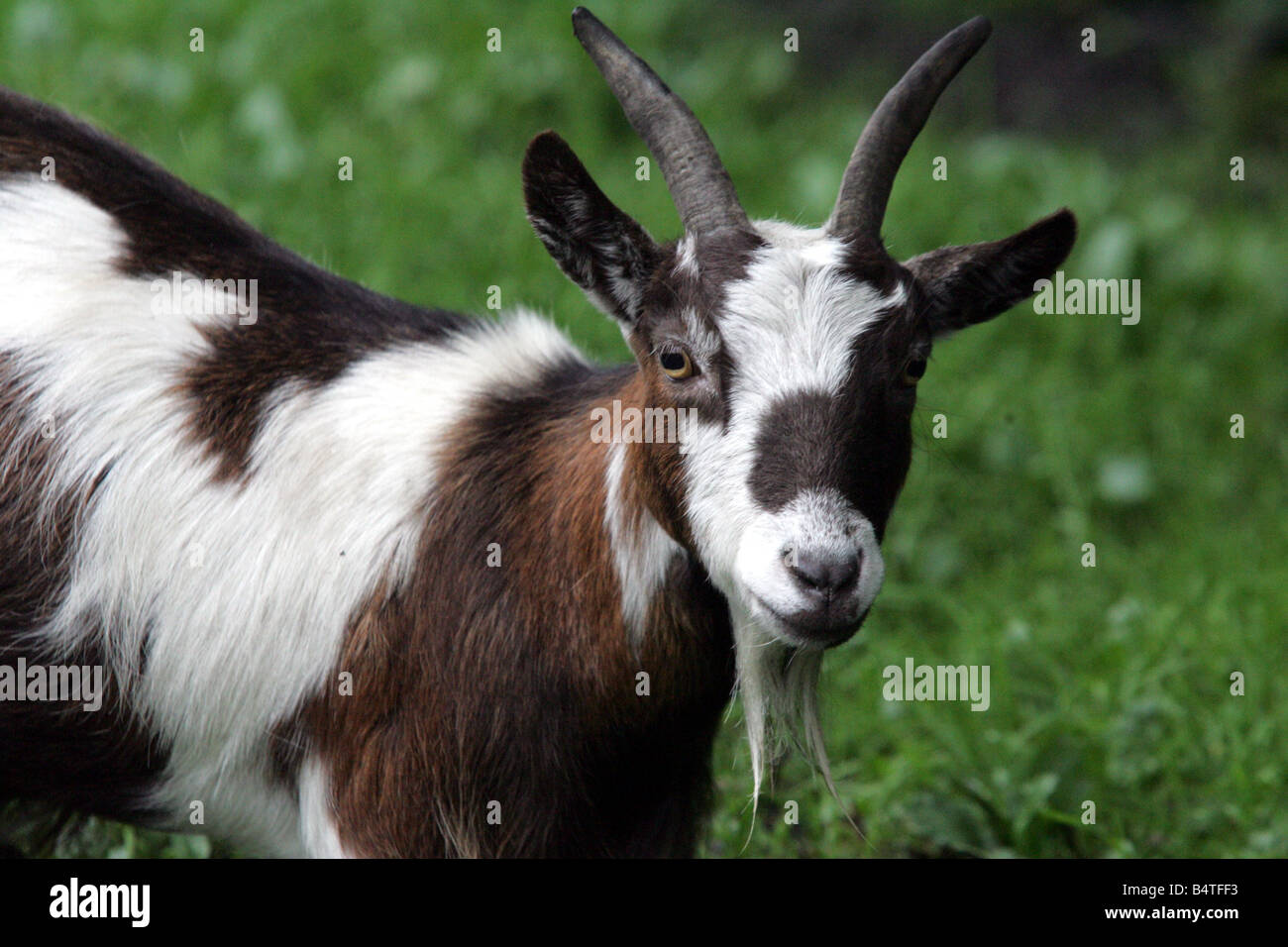 Una delle capre pigmee ad angolo animali domestici in Jesmond Foto Stock
