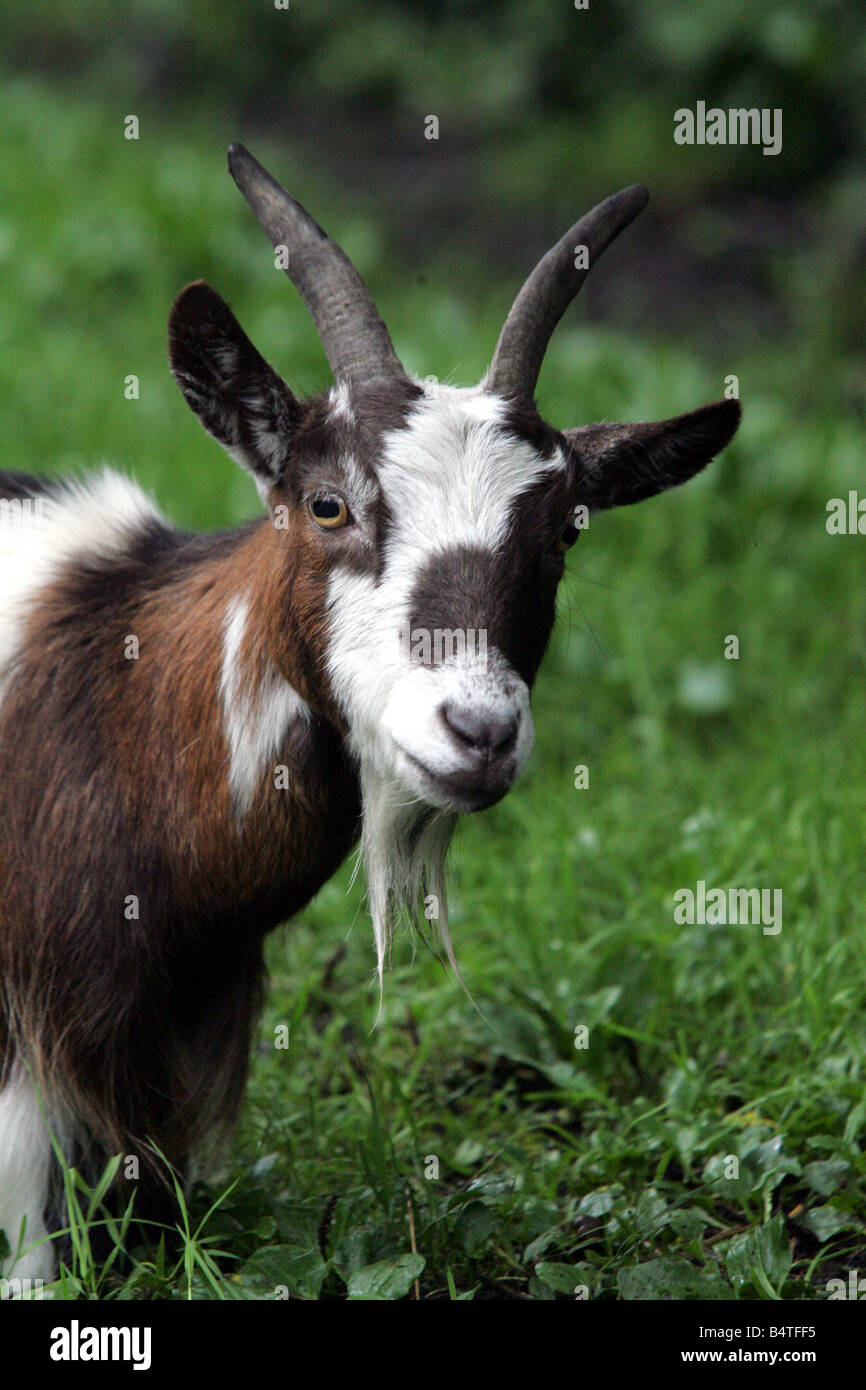 Una delle capre pigmee ad angolo animali domestici in Jesmond Foto Stock