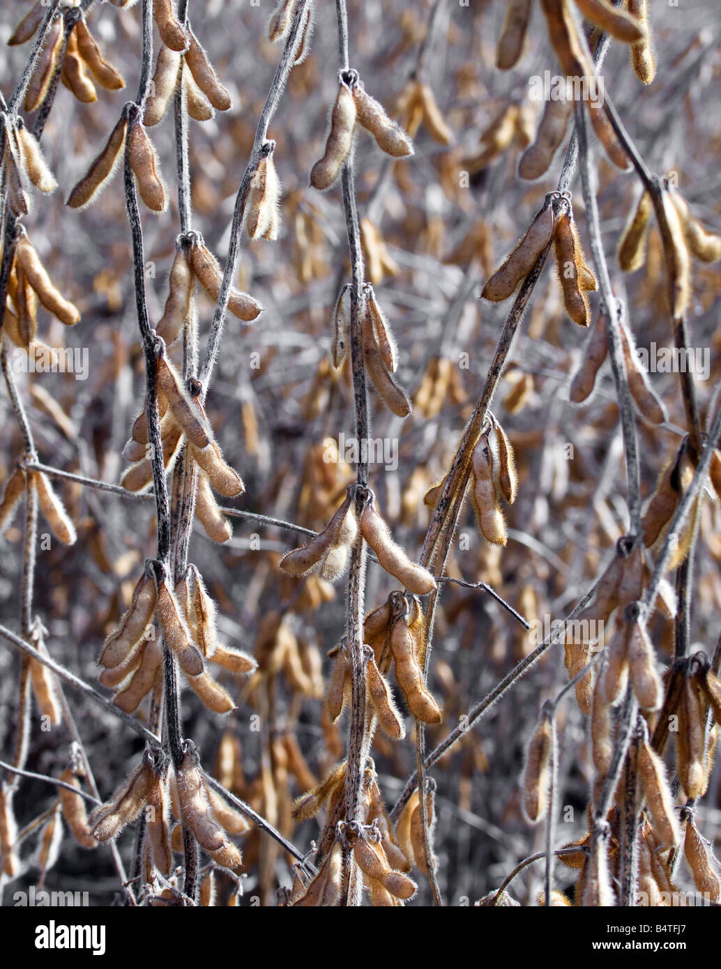 Pronto a scegliere i fagioli di soia in un campo di semi di soia. Foto Stock