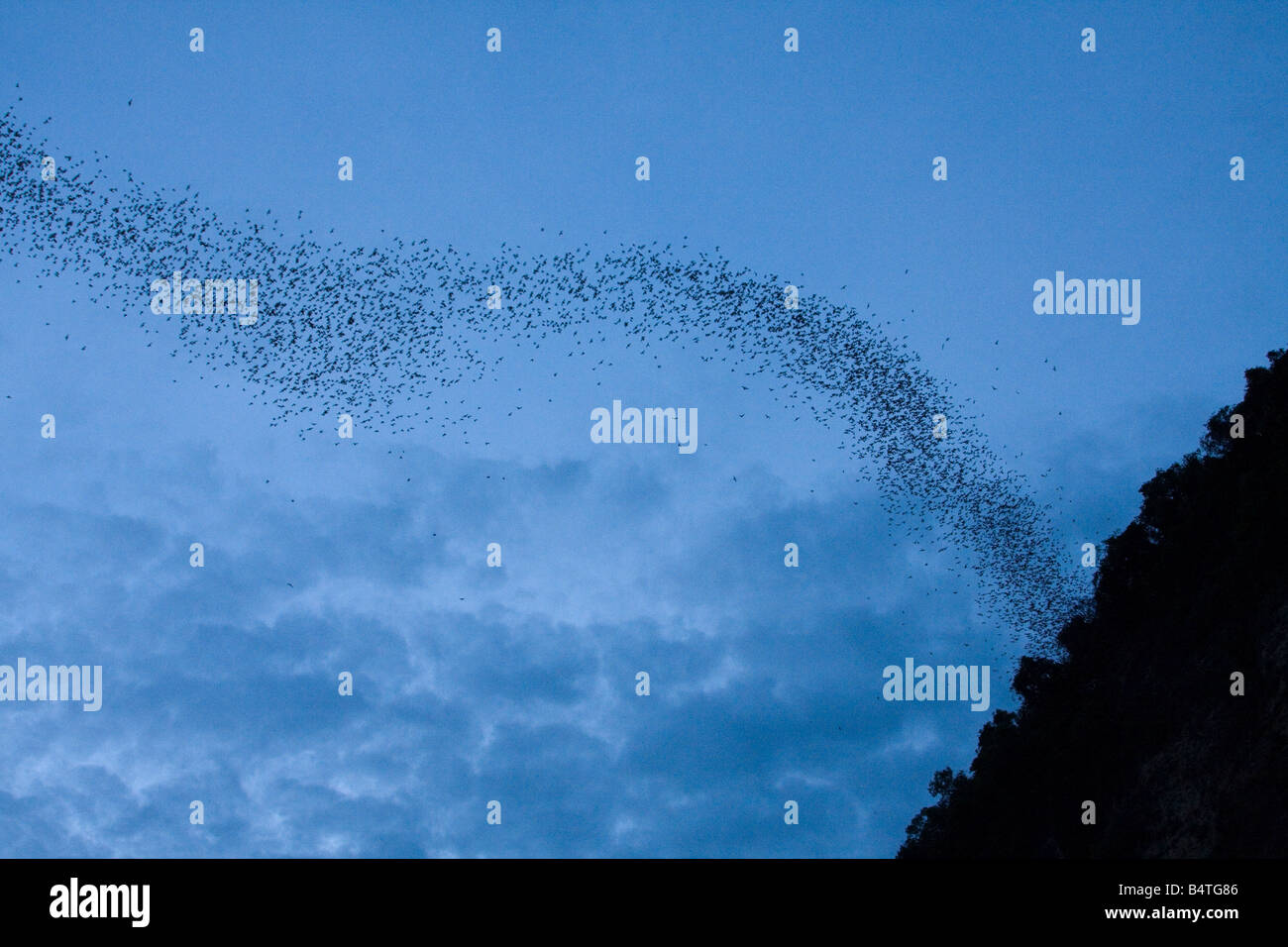 I pipistrelli volare al di fuori della loro bat caverna in Callao, Cagayan Valley, Filippine settentrionale, Asia Foto Stock