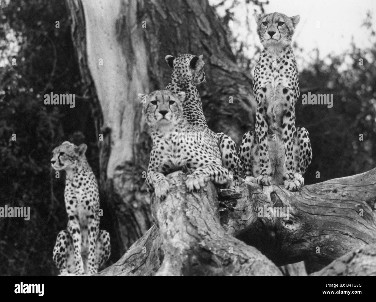 Un safari in Kenya ghepardi tenere un occhio vigile sulle cose Foto Stock