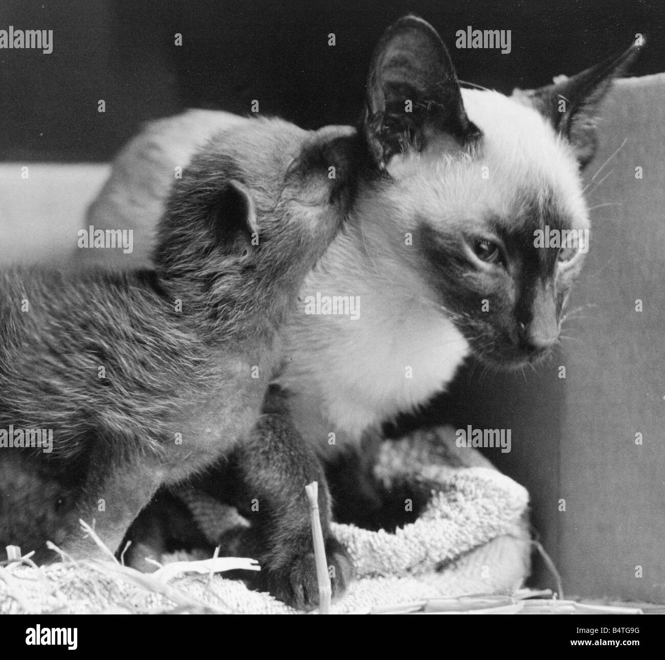 Oscar il gatto cercando dopo uno dei nuovi nati cuccioli di Fox Foto Stock