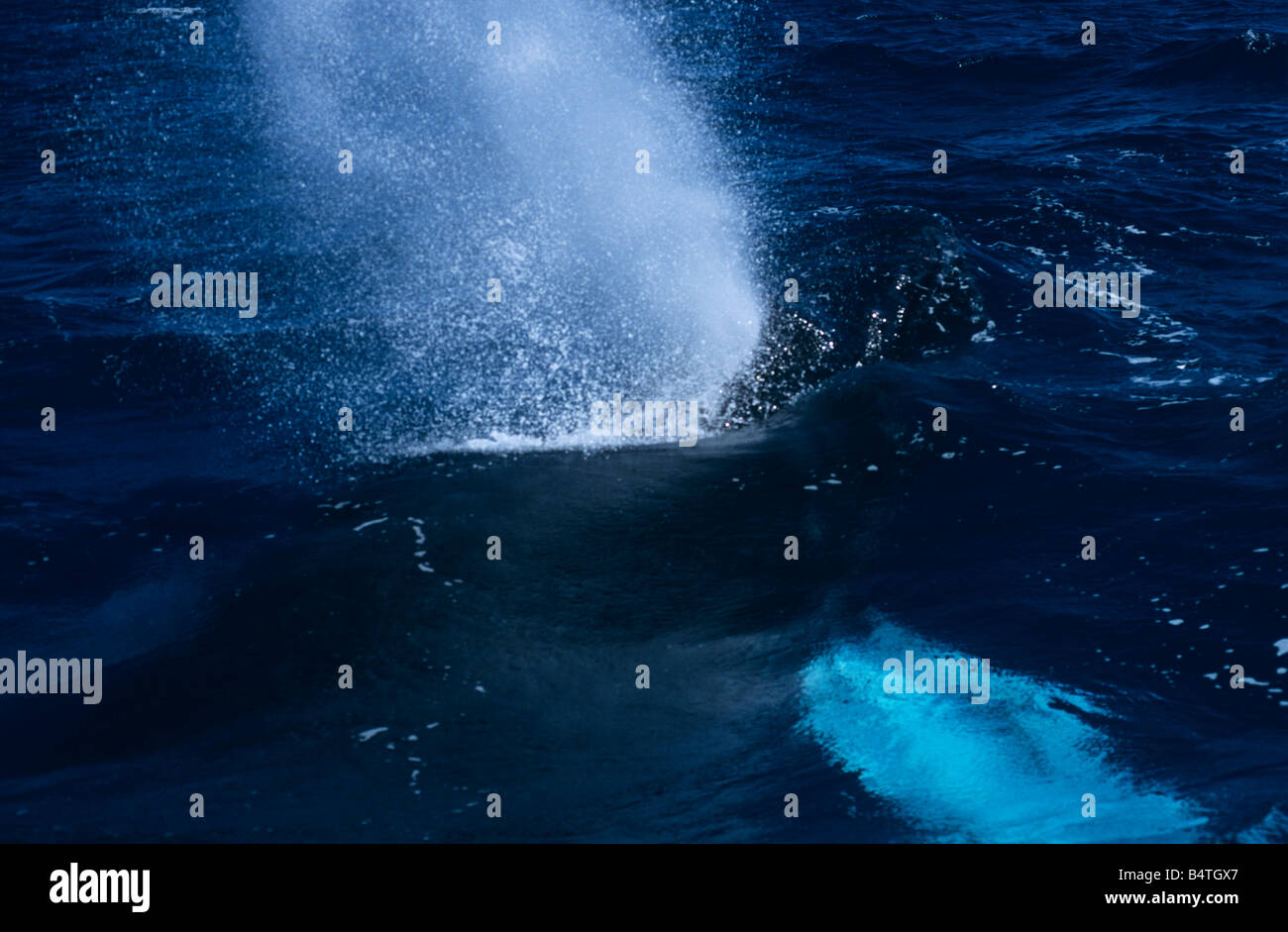 Le balene con la gobba (Megaptera novaeangliae), Argento banche, Repubblica Dominicana Foto Stock