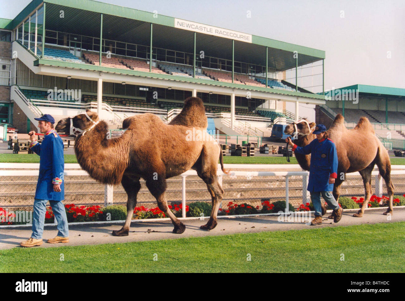 Cammelli in mostra prima della loro razza a Newcastle Racecourse Foto Stock