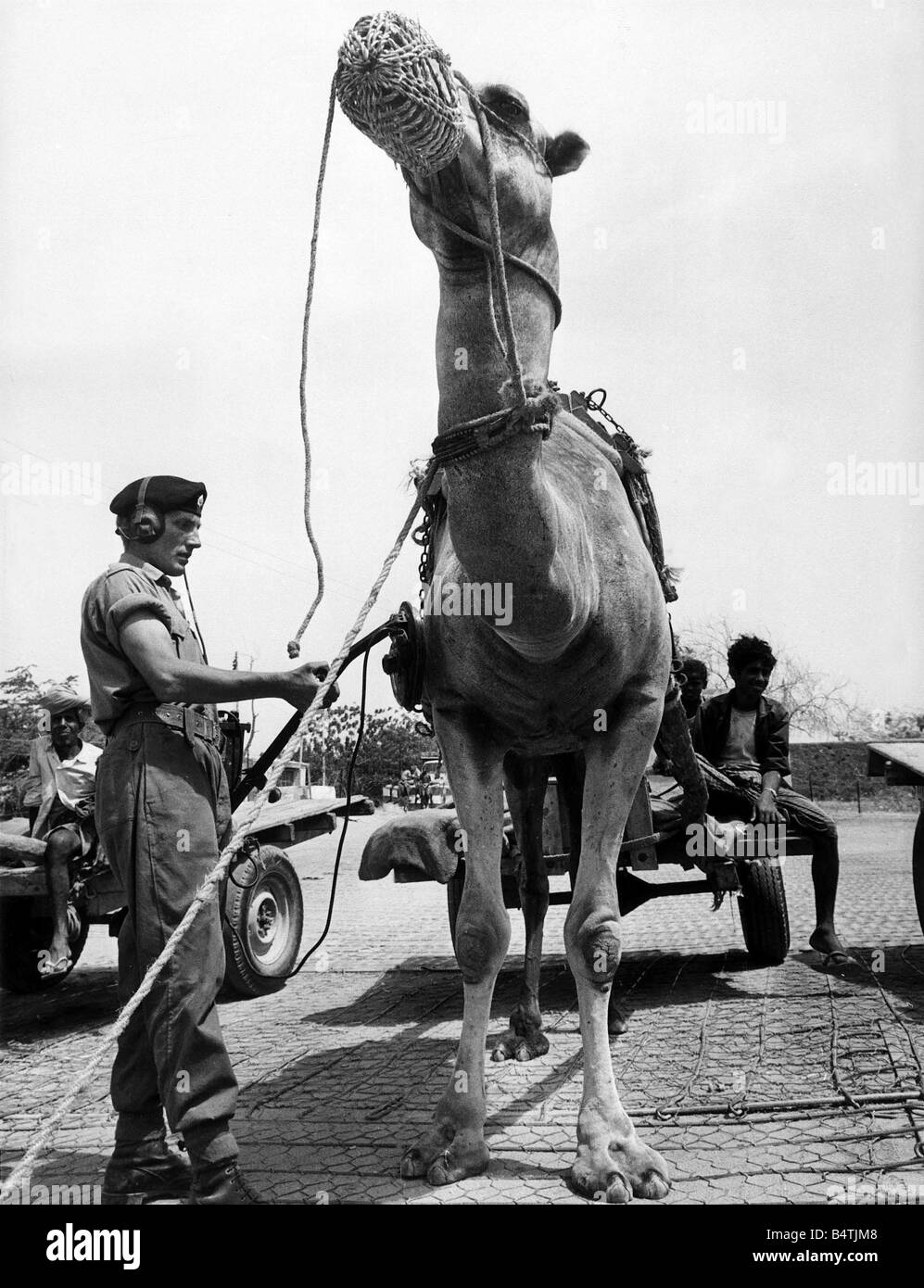 Esercito britannico d'oltremare in Yemen Aprile 1966 truppe militari dell esercito Coldstream guardsman frisking è un cammello con un rilevatore di mine a Foto Stock