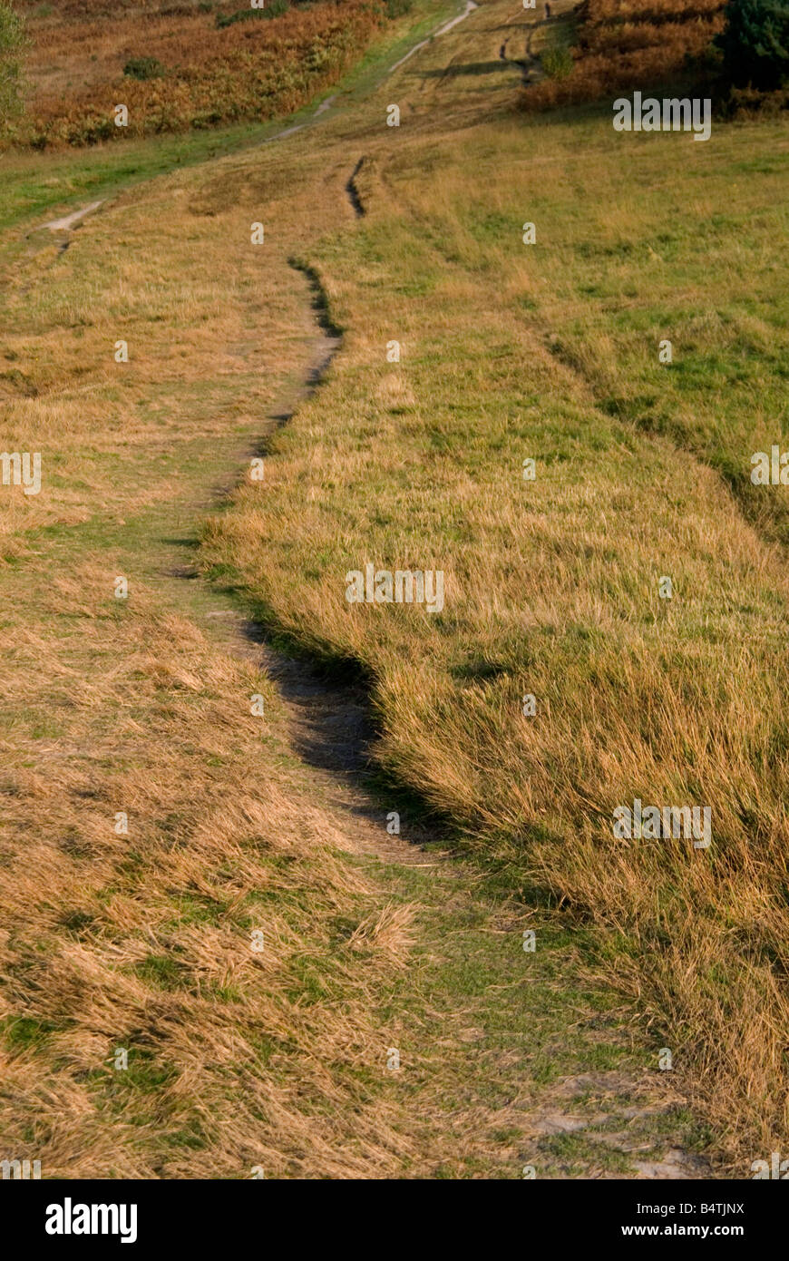 Una pista in erba sull'Ashdown Forest east sussex Foto Stock