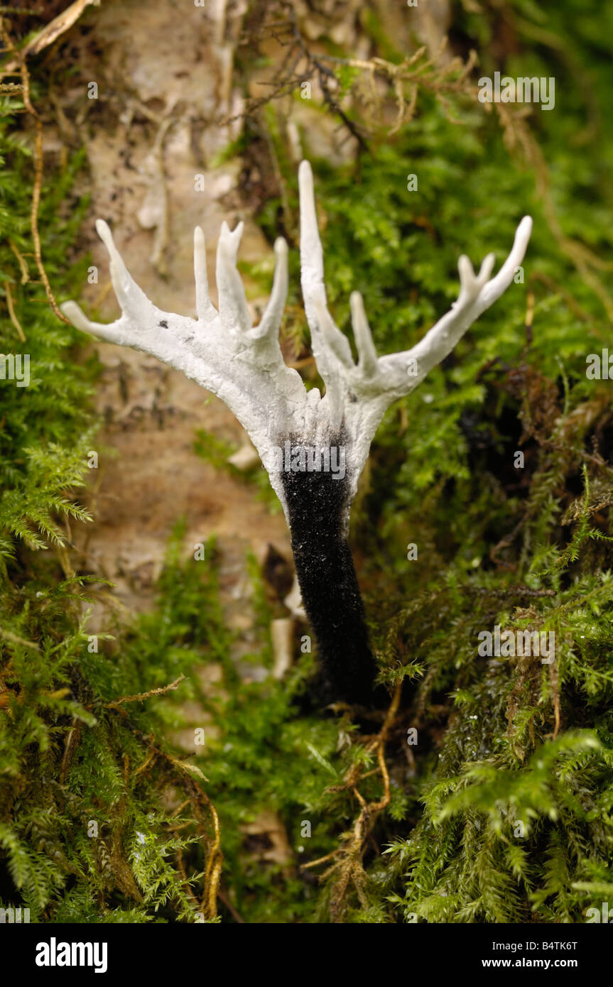 Il tabacco da fiuto per candela fungo o feste di addio al celibato il corno, xylaria hypoxylon, funghi che crescono su ceppo di albero in bosco misto Foto Stock