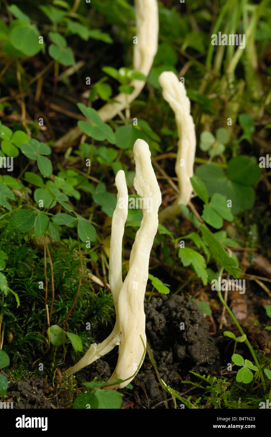 Stropicciata club, clavulina rugosa, funghi che crescono su terreno nel bosco misto, Valle della flotta, Dumfries & Galloway Foto Stock