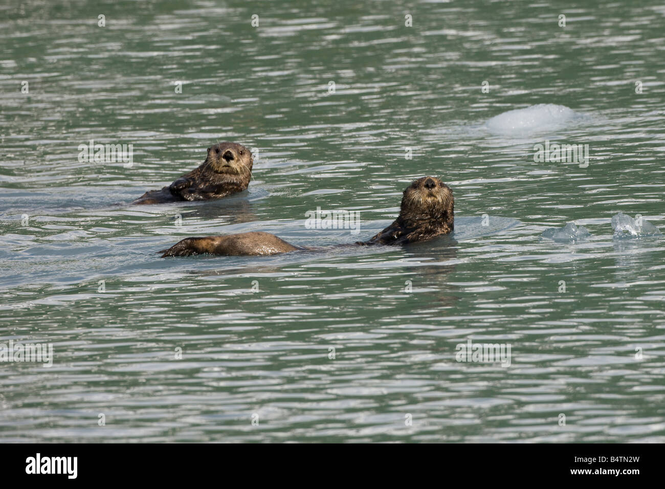 Le lontre marine (Enhydra lutris) Nuoto in Prince William Sound, Alaska Foto Stock