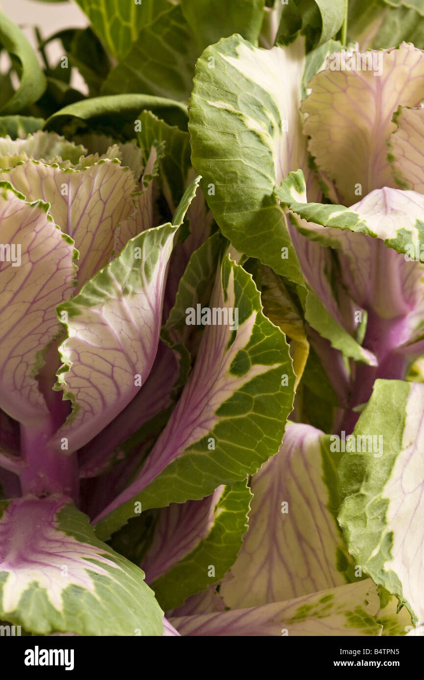 Primo piano del fogliame della Brassica 'Crane Pink' in autunno Foto Stock