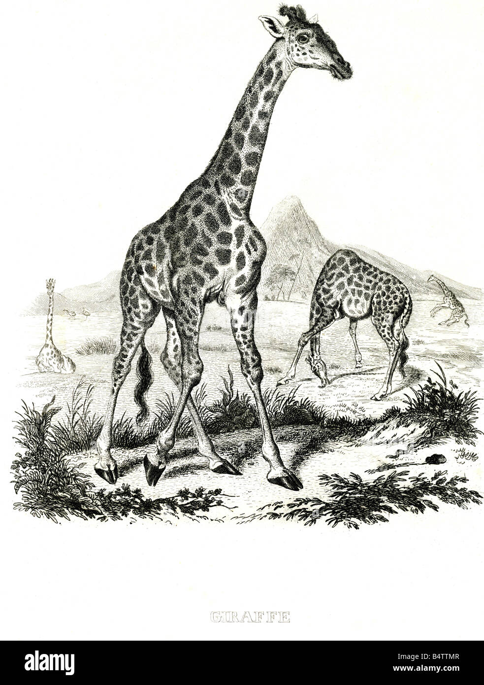 Zoologia / Animali, mammiferi / mammalia, giraffe (Giraffa camelopardalis), incisione in acciaio, 19th secolo, , Foto Stock