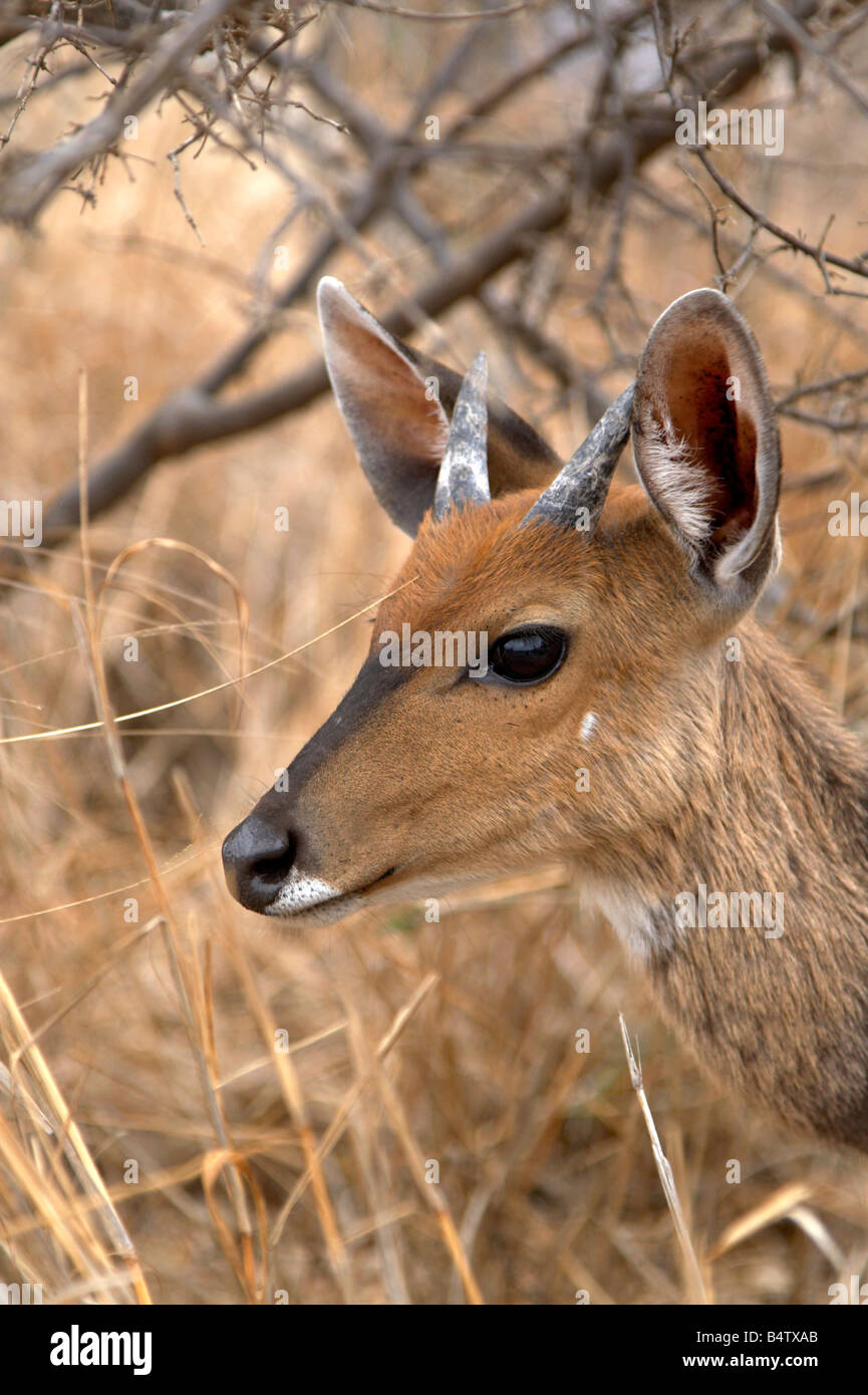 Bushbuck (Tragelaphus scriptus) nel Parco Nazionale di Kruger, Sud Africa Foto Stock