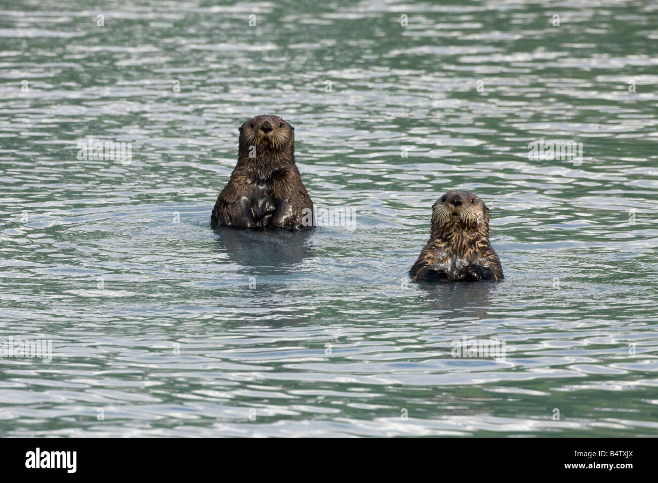 Curiose le lontre marine (Enhydra lutris) Nuoto in Prince William Sound, Alaska Foto Stock