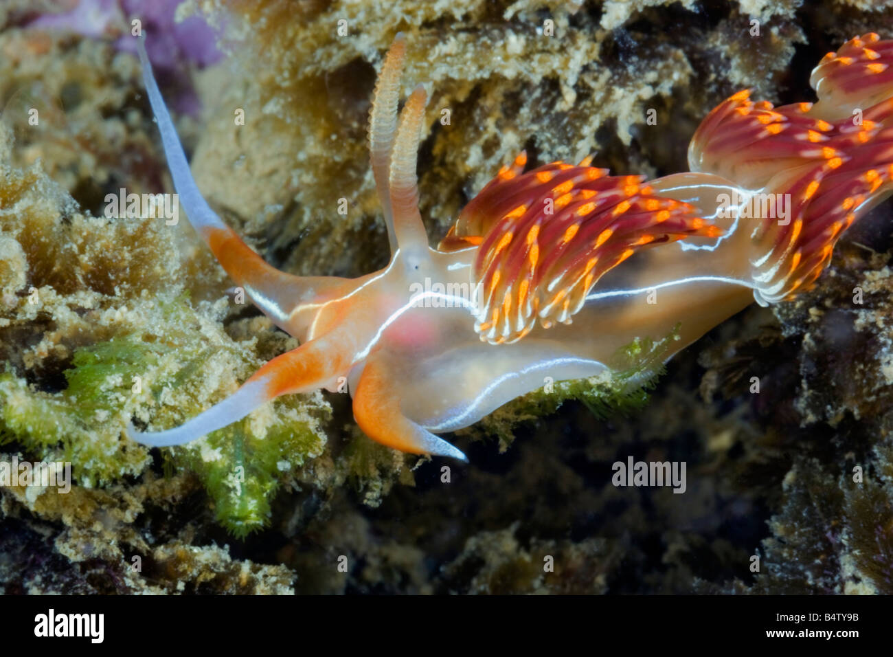 Un rosso, giallo e blu nudibranch colorati o mare slug fa il suo modo attraverso una barriera corallina in Portugese Algarve mare. Foto Stock