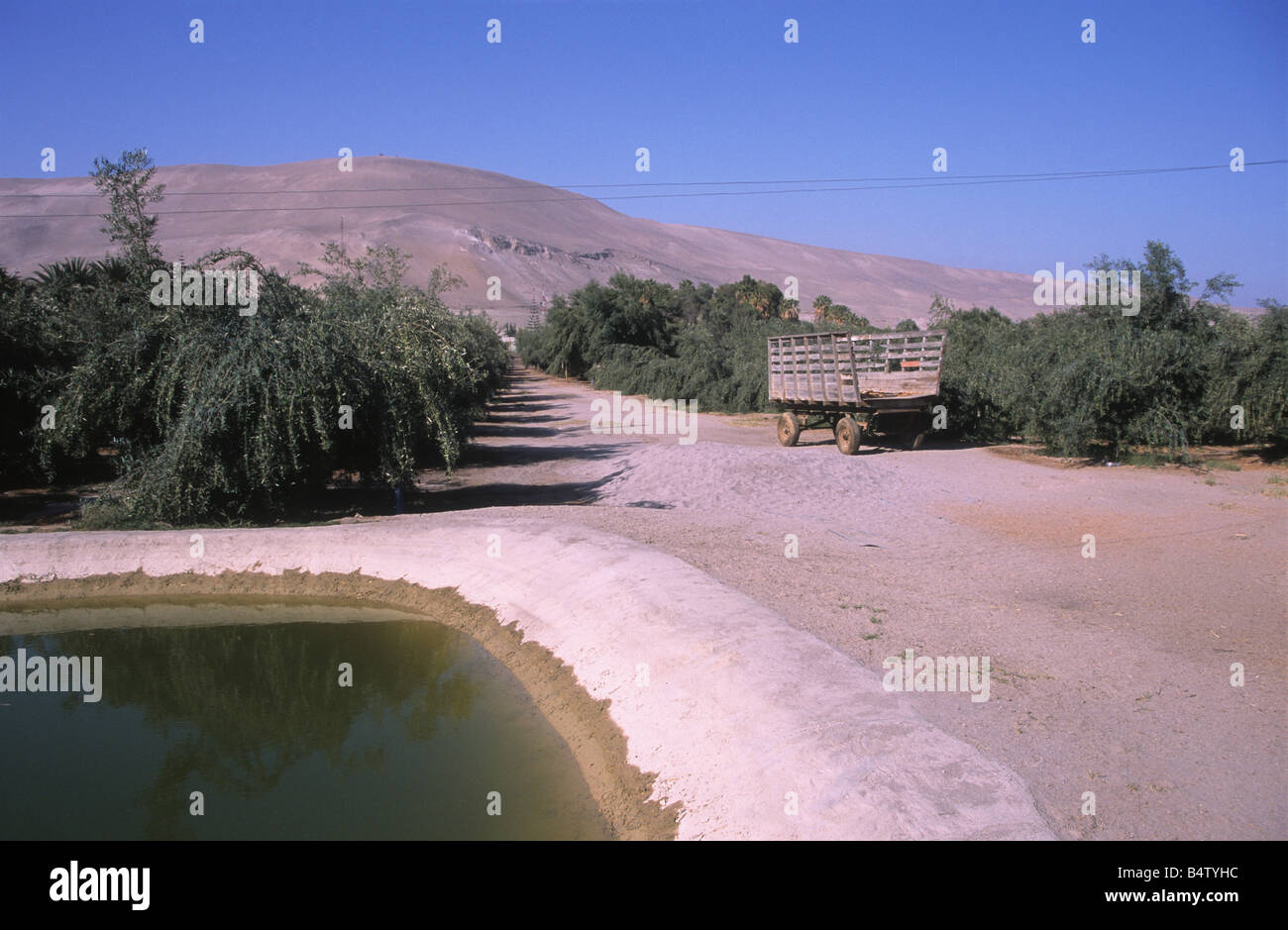 Carrello di legno, irrigazione laghetto e alberi di ulivo (Olea europaea) in piantagione in San Miguel de Azapa, vicino ad Arica, Cile Foto Stock