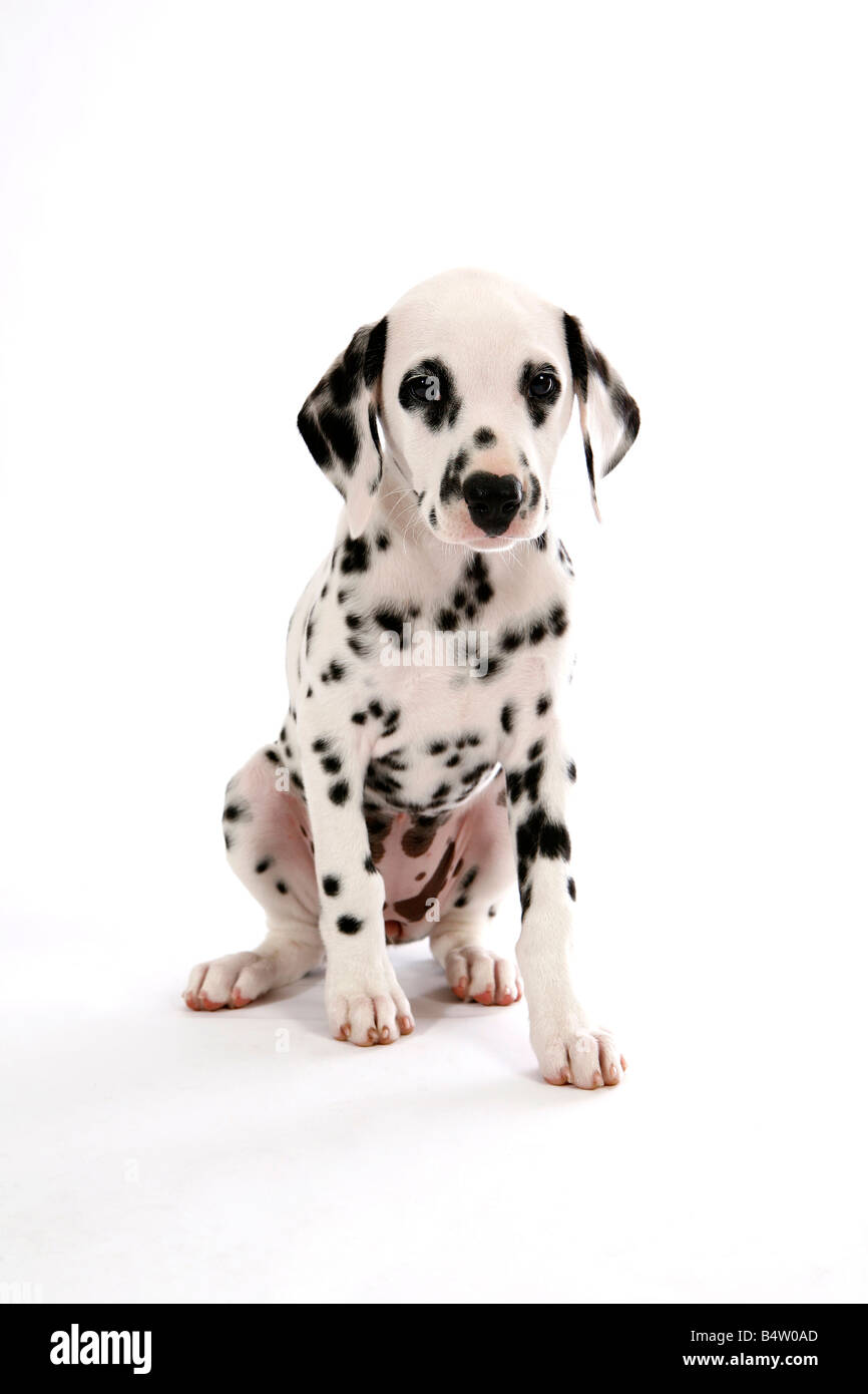 Due mesi di vecchio cucciolo dalmata con macchie nere seduto sul pavimento bianco con sfondo bianco Foto Stock