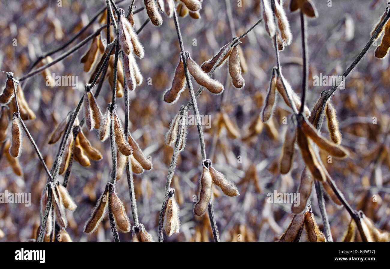 Pronto per la raccolta di fagioli di soia pendono dalle loro steli in un campo di semi di soia. Foto Stock