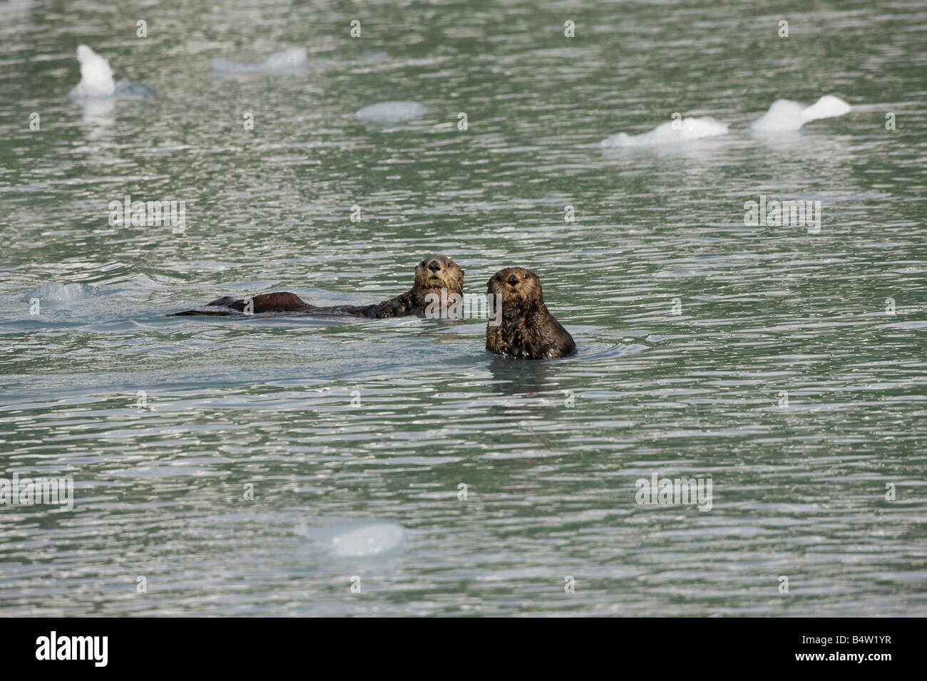 Le lontre marine (Enhydra lutris) Nuoto in Prince William Sound, Alaska Foto Stock