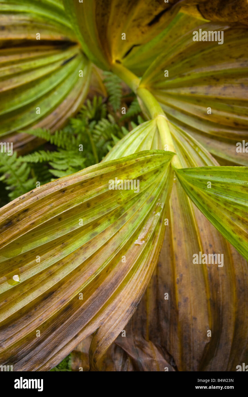 Giglio di mais (Veratrum sp.) in autunno. Foto Stock