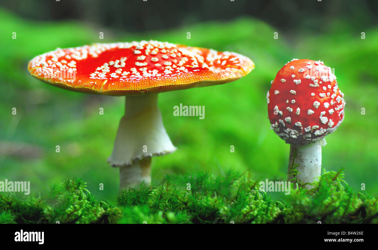 Due red, tossici, fungo toadstools vicino insieme Foto Stock