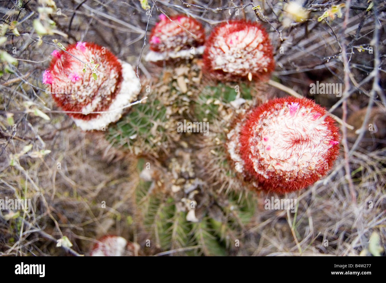 Testa di papi turchi tappo canna Cactus San Giovanni USVI Foto Stock