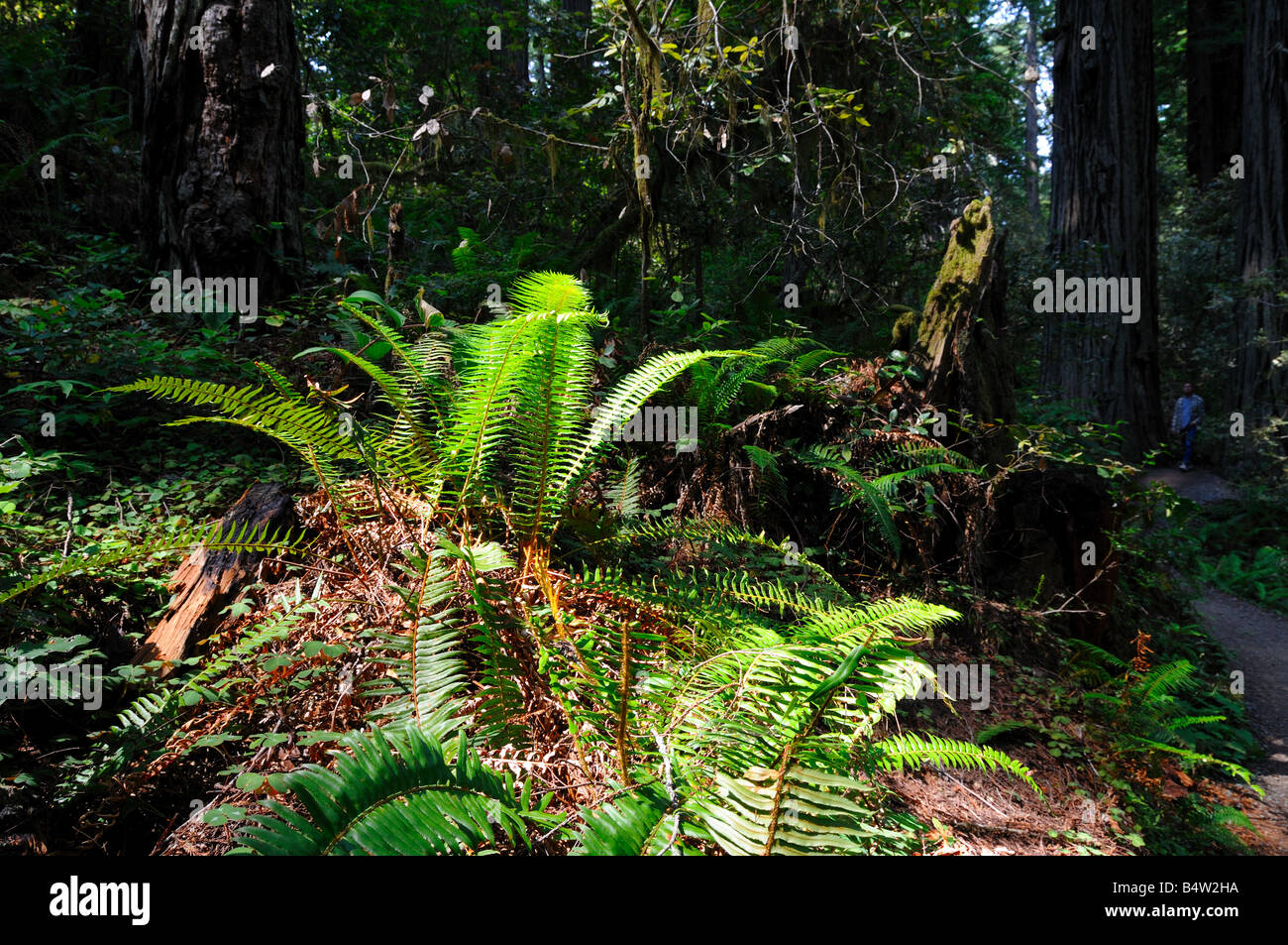 Piante di felce nella Foresta di Redwood. Foto Stock
